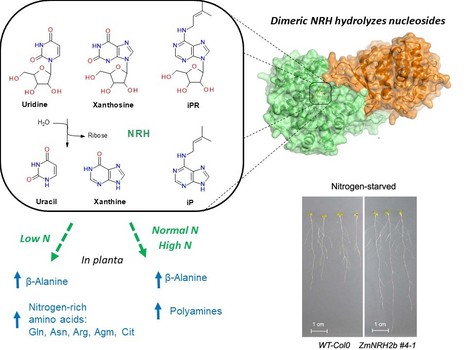 Plant nucleoside N-ribohydrolases: riboside binding and role in nitrogen storage mobilization | I2BC Paris-Saclay | Scoop.it