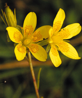 Projet de réintroduction de la Saxifrage œil-de-bouc (Saxifrage hirculus) : 2024, une année favorable ! | Les Colocs du jardin | Scoop.it