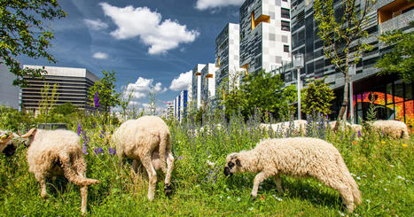 Des recommandations pour restaurer la nature en ville à l’heure de l’accélération climatique | Biodiversité | Scoop.it