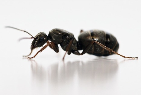 Chez deux espèces de fourmis, les reines boostent leur système immunitaire en s'accouplant | EntomoNews | Scoop.it