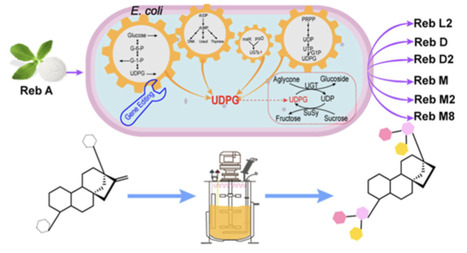 Developing the Escherichia coli Platform for Efficient Glycosylation of Steviol Glycosides through Metabolic Engineering | acs | RMH | Scoop.it