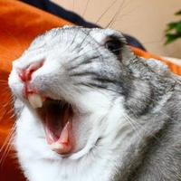 Try to get through this video on the science of yawning without yawning | Science News | Scoop.it