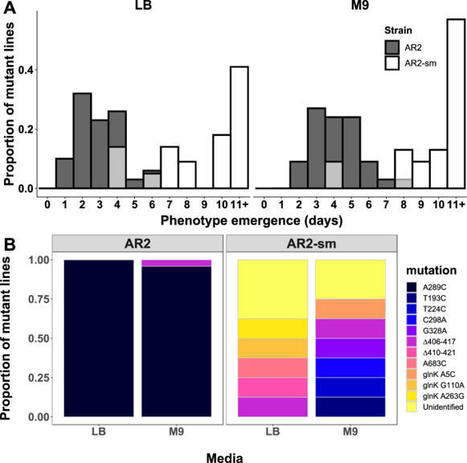 A mutational hotspot that determines highly rep...