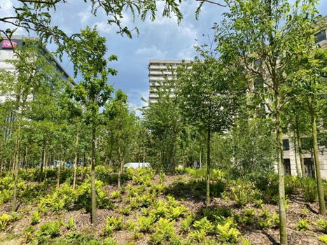 Une forêt urbaine pousse à Paris, une solution "contre le dérèglement climatique" | Regards croisés sur la transition écologique | Scoop.it