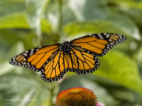 Essence of Olympus Imaging | Mirrorless Cameras | Scoop.it
