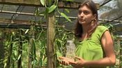 Vanilla pod farmer: 'Timing is everything' | International Economics: IB Economics | Scoop.it