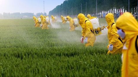 You are not gluten intolerant, you are glyphosate intolerant | Health Supreme | Scoop.it