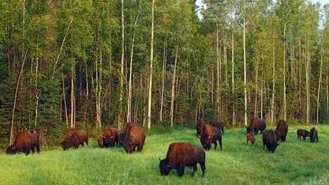 La plus grande forêt boréale protégée au monde est en Alberta   | Agir pour la biodiversité ! | Scoop.it
