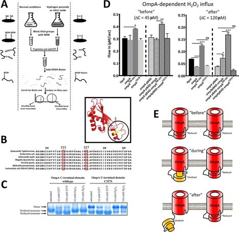 Salmonella Rapidly Regulates Membrane Permeability To Survive Oxidative Stress | RMH | Scoop.it