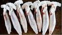 Annual shark kills 'hit 100 million' | Coastal Restoration | Scoop.it