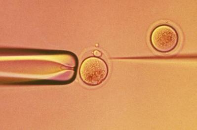 Les cliniques espagnoles partent &agrave; la conqu&ecirc;te du march&eacute; italien de la FIV | Bio&eacute;thique & Procr&eacute;ation | Scoop.it