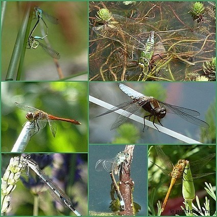 Le jardin de Bernic | Les Colocs du jardin | Scoop.it