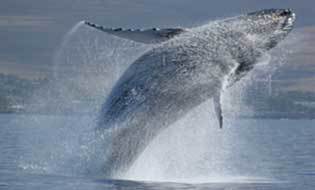 NRDC Save BioGems Urgent Alert: Whales in Danger | Coffee Party Science | Scoop.it