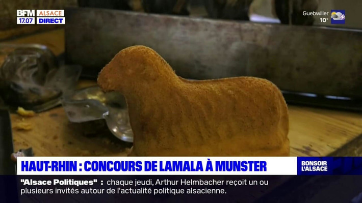 Haut-Rhin: un concours de Lamala &agrave; Munster samedi | Nouveaut&eacute;s - Offre touristique Alsace | Scoop.it