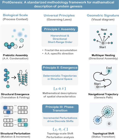 Universal physical principles govern the deterministic genesis of protein structure | brve | RMH | Scoop.it