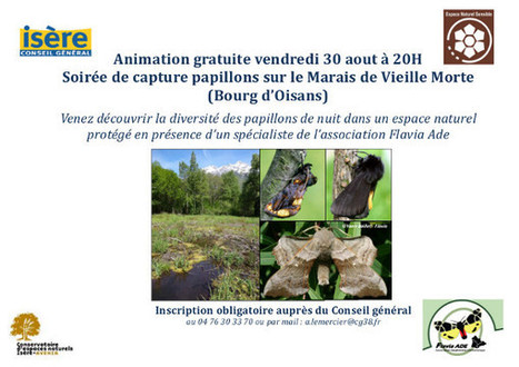 Participer &agrave; un inventaire des papillons de nuit | Vari&eacute;t&eacute;s entomologiques | Scoop.it