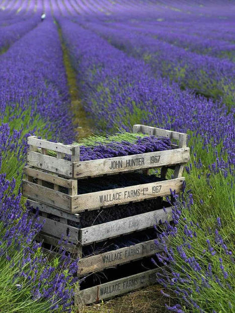 Lavender Harvest Landscape | 1001 Gardens ideas ! | Scoop.it