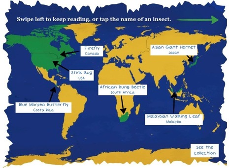Expedition Insects - A New Interactive Book from the Smithsonian | Bichos en Clase | Scoop.it