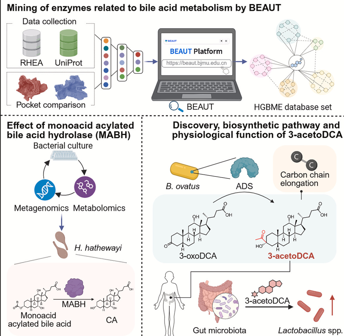 Identification of gut microbial bile acid metab...