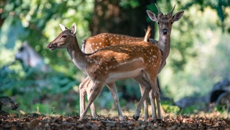 Journées de la biodiversité du 21 au 24 mai - La biodiversité sur nos campus | SEED-DREAM Lab info | Scoop.it