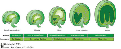 Genomic Imprinting: Insights From Plants - Annual Review of Genetics, 47(1):187 | SEED-DREAM Lab info | Scoop.it