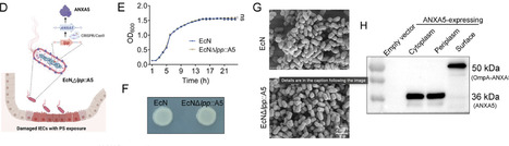 An Inflammation-Targeting Engineered Probiotic Escherichia coli Nissle 1917 with High Anti-TNF-α Nanobody Secretion Efficacy Alleviates Ulcerative Colitis | advS | RMH | Scoop.it