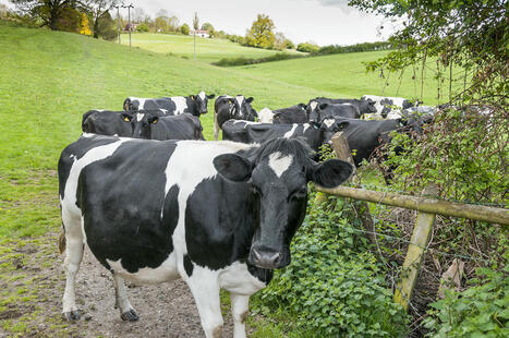 Maladies transmises par les vecteurs : un enjeu pour la santé des bovins | SCIENCES DE L' ANIMAL | Scoop.it