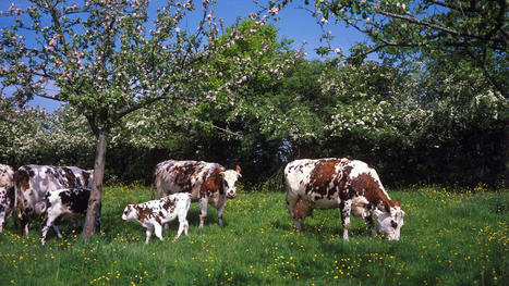 Agrial suspend les conversions en lait bio de ses éleveurs | Lait de Normandie... et d'ailleurs | Scoop.it