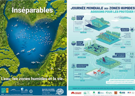 Malgré la pandémie, la Journée mondiale des zones humides ne prend pas l'eau | Environnement et technique | Scoop.it