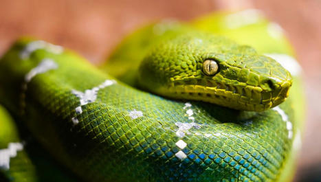 La vitesse, au cœur du succès évolutif des serpents | Biodiversité | Scoop.it