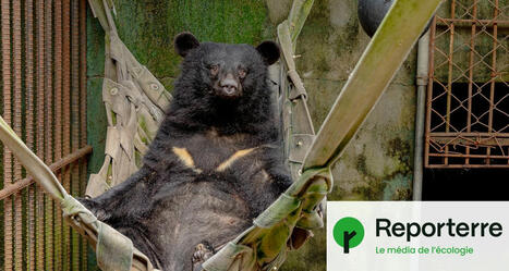 Exploités pour leur bile, les ours-lune de Corée sont désormais protégés | Biodiversité - @ZEHUB on Twitter | Scoop.it