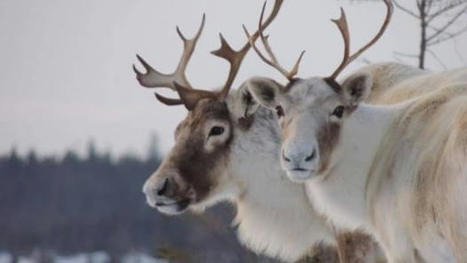 Ottawa vows to use Species at Risk Act to protect Quebec caribou | CBC News | Ils parlent de nous ! | Scoop.it