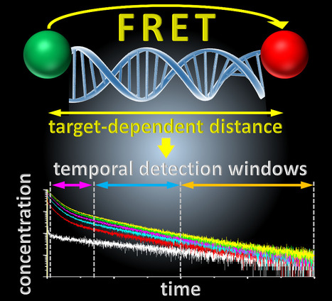 Single sensor for multiple DNA or RNA targets | Life Sciences Universit&eacute; Paris-Saclay | Scoop.it