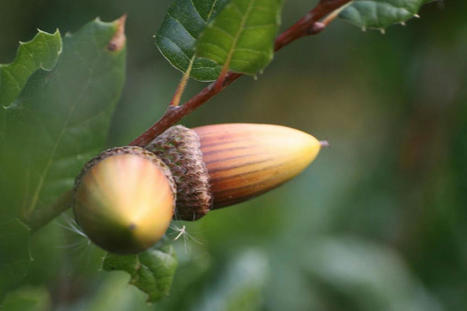 Phenology of oak trees in water-limited ecosystems tells a unique story | USA National Phenology Network | World Science Environment Nature News | Scoop.it