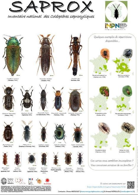 Dépliants, plaquettes, posters & posters d'inventaires mis à disposition par l'INPN | Insect Archive | Scoop.it