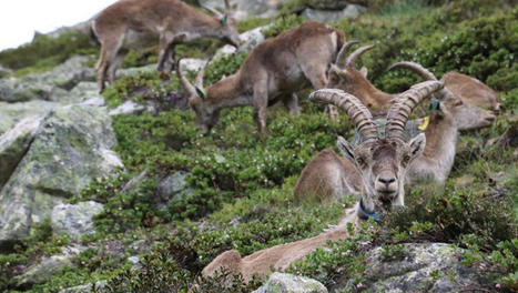ENTRETIEN. "On observe même un tourisme du bouquetin" : le Parc national des Pyrénées espère réintroduire de nouveaux individus en vallée d’Aure | Vallées d'Aure & Louron - Pyrénées | Scoop.it