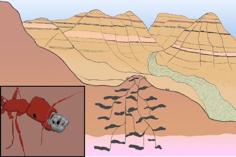 L'ambre révèle la couleur d'insectes vieux de 99 Ma - Sciences et