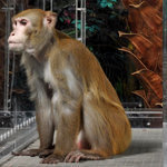 Low-Calorie Diet Doesn’t Prolong Life, Study of Monkeys Finds | Amazing Science | Scoop.it