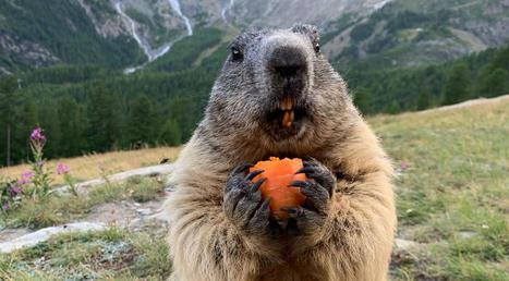 Saas utilise les marmottes comme attraction touristique - bien que cela puisse nuire aux animaux | Tourisme Durable - Slow | Scoop.it