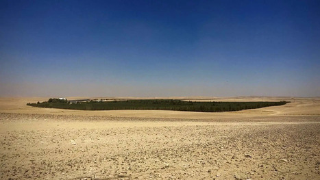 JORDAN Braces for Disappointing Harvest Amid Low Oil Yields | CIHEAM Press Review | Scoop.it
