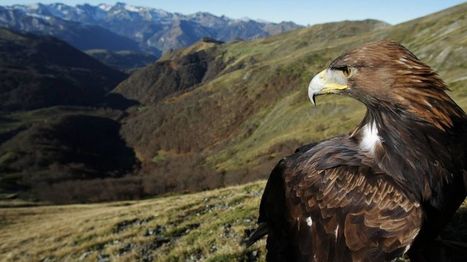 Pyrénées : le Parc national réclame plus de moyens pour la biodiversité | Vallées d'Aure & Louron - Pyrénées | Scoop.it