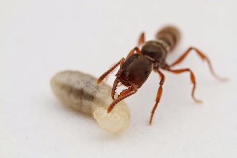 Les fourmis Dracula | EntomoScience | Scoop.it