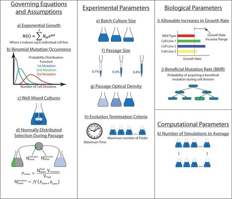 A Model for Designing Adaptive Laboratory Evolution Experiments | RMH | Scoop.it