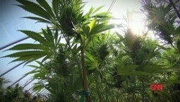 Does medical marijuana equal bad parenting? | Beckley News : Cannabis - Marijuana | Scoop.it
