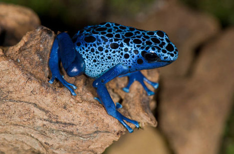 Poisonous Frogs Inspire De-icing Tech for Planes | Biomimicry | Scoop.it