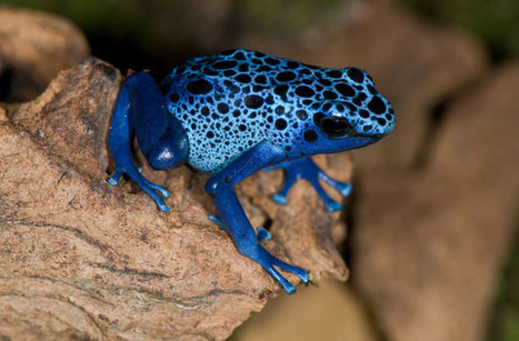 Poisonous Frogs Inspire De-icing Tech for Planes | Biomimicry 3.8 | Scoop.it