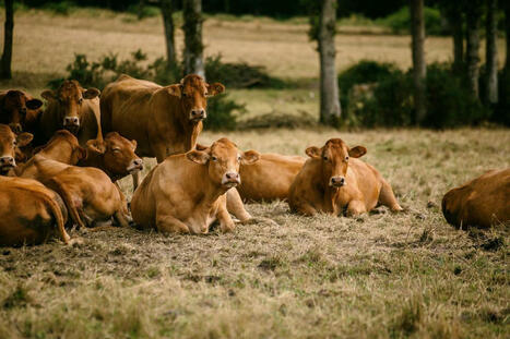 Qu’est-ce que la dermatose nodulaire, cette maladie bovine qui menace des élevages en France ?  | Actualité Bétail | Scoop.it