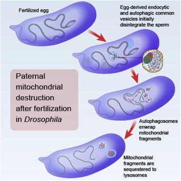 Mise en évidence de l'existence d'un processus d'autophagie des mitochondries paternelles chez la drosophile | EntomoNews | Scoop.it