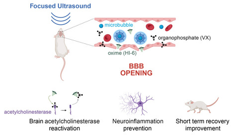 Des ultrasons pour contrer les effets d’une exposition à un agent neurotoxique | Life Sciences Université Paris-Saclay | Scoop.it