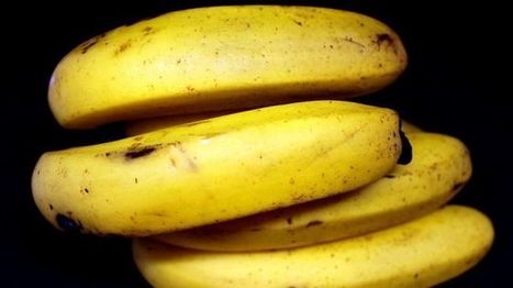 Une banane bio, 100% antillaise, arrive bientôt | Revue Politique Guadeloupe | Scoop.it